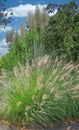 Chinese Fountain grass Pennisetum alopecuroides, Pampas grass background